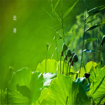 秋季養(yǎng)生日記之處暑 朋友圈的處暑背景圖來(lái)了