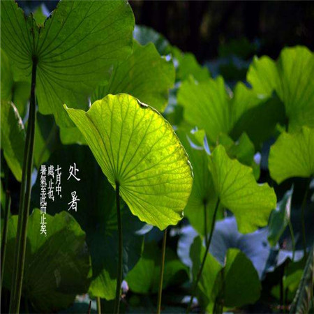 秋季養(yǎng)生日記之處暑 朋友圈的處暑背景圖來(lái)了