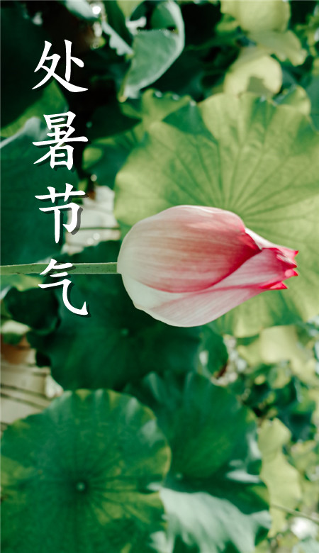 2020處暑節氣手機壁紙清新風 處暑風景壁紙自然風光