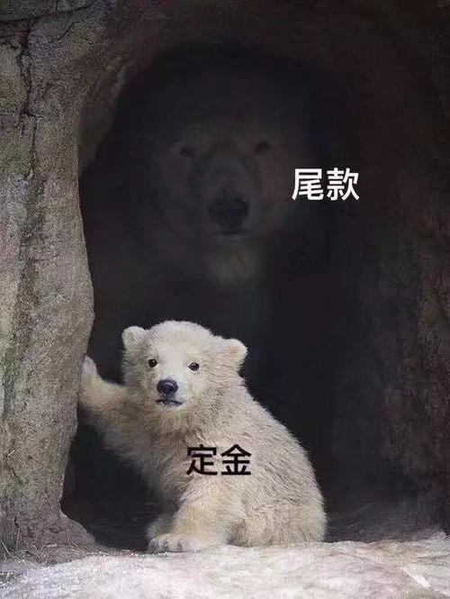 尾款人表情包 加油尾款人表情包