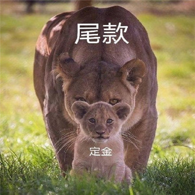 尾款人表情包 加油尾款人表情包