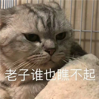 看了很生氣的惡搞暴走表情包 總有遠方可以奔赴
