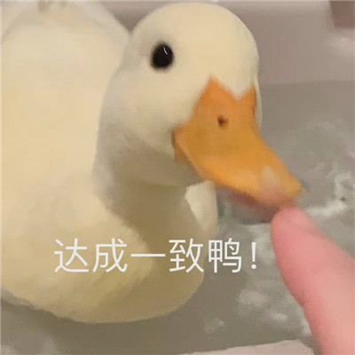 火爆全網(wǎng)的微信聊天表情 一起做廣播體操嗎