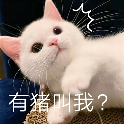 qq很沙雕的表情最新版搞笑 這個臺階你要不要下