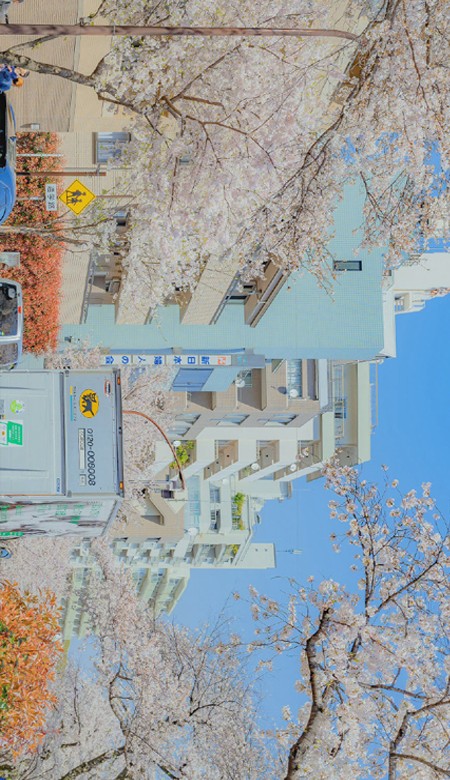 2022春日限定的唯美風景全面屏壁紙合集 令人怦然心動的春季風景壁紙合集