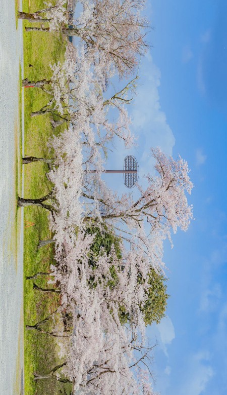 2022春日限定的唯美風景全面屏壁紙合集 令人怦然心動的春季風景壁紙合集