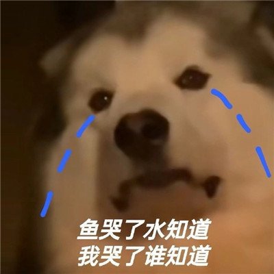 熱門表情2022全新很搞笑 魚哭了水知道我哭了誰知道