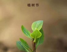 2022植樹節正能量語錄 植樹節發朋友圈的正能量說說