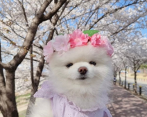 第一次當伴娘的朋友圈文案 當伴娘發朋友圈的好聽句子