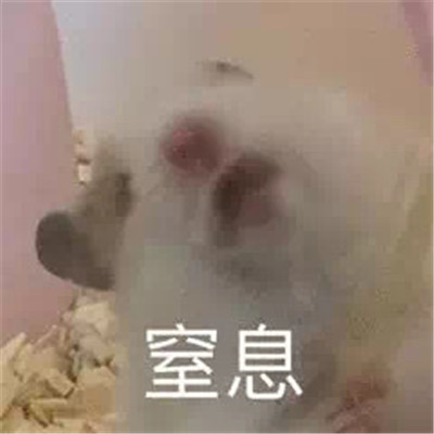 2022萌萌的小老鼠搞笑表情合集 今天我是流淚鼠鼠頭