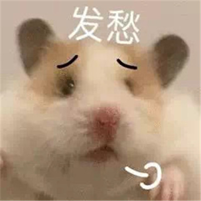 2022萌萌的小老鼠搞笑表情合集 今天我是流淚鼠鼠頭