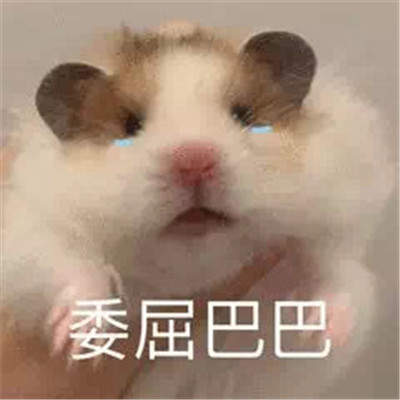 2022萌萌的小老鼠搞笑表情合集 今天我是流淚鼠鼠頭