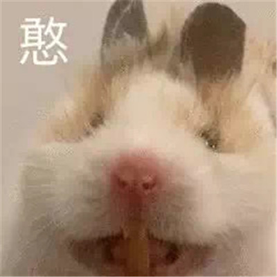 2022萌萌的小老鼠搞笑表情合集 今天我是流淚鼠鼠頭