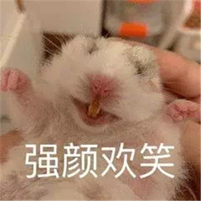 2022萌萌的小老鼠搞笑表情合集 今天我是流淚鼠鼠頭