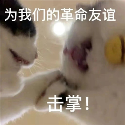 帶來超多歡樂的搞笑聊天表情 讓人爆笑的有趣表情合集